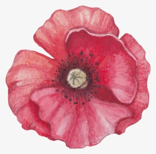 Poppy Front - Illustration