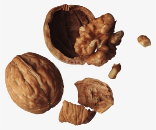 Free Png Walnut Png Images Transparent - Орех Пнг