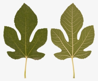 Leaf - Gambel Oak