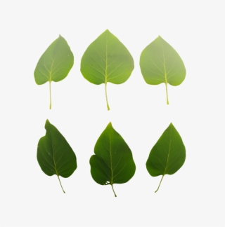 Leaf Set - Tree