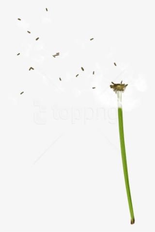 Free Png Download Dandelion Png Images Background Png - Cartoon