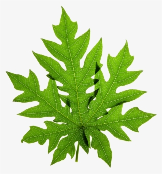 Clipart Leaves Green Tea Leaf - Canabis Sativa