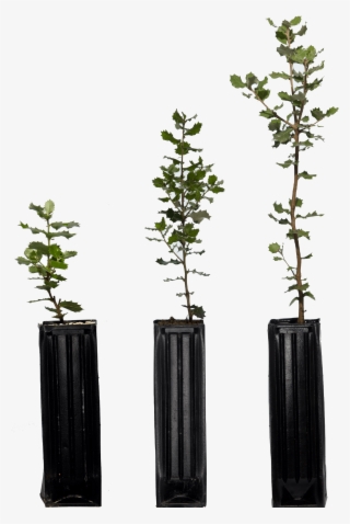 Los Plantones De Dos Años Son Más Resistentes A Las - Houseplant