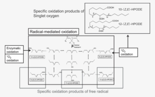 Peroxidation Products Of Linoleic Acid - Diagram