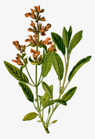 Branch, Common, Evergreen, Garden, Herb, Herbal - Salvia Officinalis Botanical