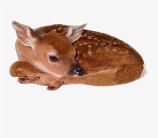#deer #baby #cute #animal #moodboard #niche #freetoedit - Deer