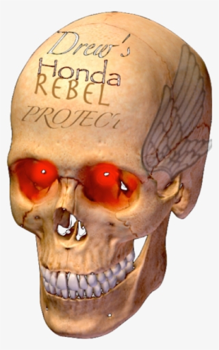 Skull