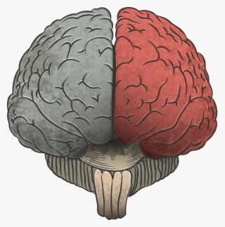 Subscribe To Our Brain & Learning Newsletter - Cerebro Sin Fondo Png