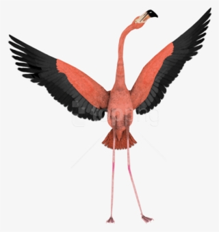 Free Png Download Flamingo Png Images Background Png - Flamingo Flying No Background