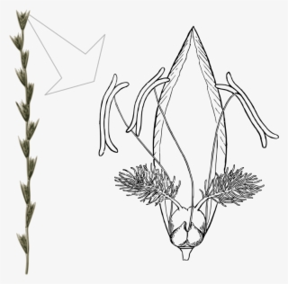 Flower Of Lolium Perenne - Lolium Multiflorum Floral Diagram