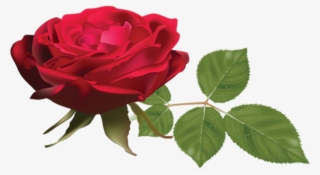 Hojas Png - Rose
