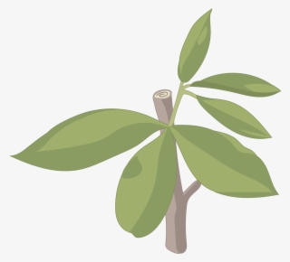 Escobón - Illustration