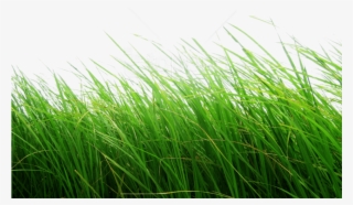 Free Png Download Grass Clipart Png Photo Png Images - Grass Png