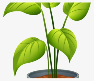 Pot Plant Clipart Topiary - Non Flowering Plants Clip Arts