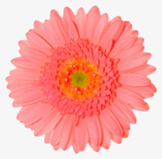 Orange Flower Clipart Colorful Daisy - Flower Blooming Transparent Gif