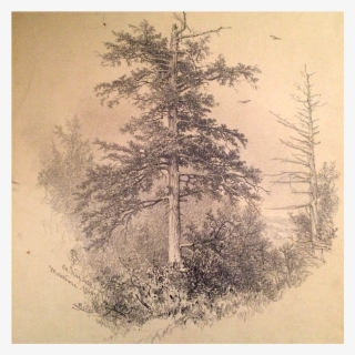 James D Smillie Hudson River Artist Drawing On Fire - Red Pine