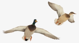 Duck Hunting Wallpaper - Ducks Flying In Png