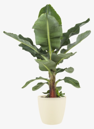 Previous - Next - Bananenplant Kopen