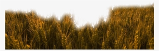 #nature #grass #wheat #trigo #field #freetoedit - Wheat Field In A Sunset