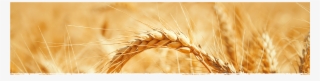 Cad Web Wheat 1800×600 - Khorasan Wheat
