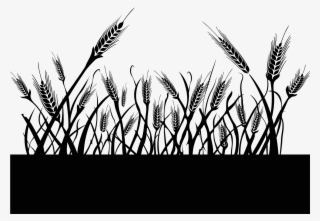 Wheat Field - Triticale