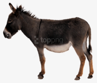 Free Png Download Donkey Png Images Background Png - Ass Png