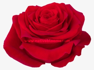 Freedom Roses - Floribunda