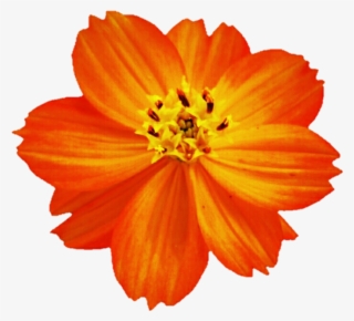 710 X 640 3 - Cosmo Flower Png