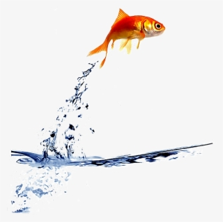 #freetoedit #fish #jump #water - Fish Out The Water
