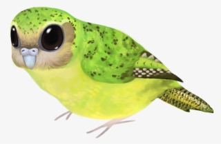 Drawn Parakeet Kakapo - Budgie