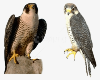 Free Png Download Falcon Png Images Background Png - Falcon Gif Transparent
