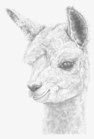 Personalized Fine Art Llamas & Alpaca Portraits Made - Llama
