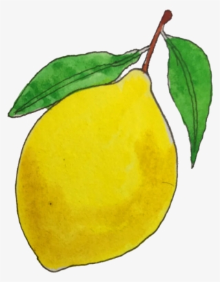 Serious Lemon 1 - Meyer Lemon