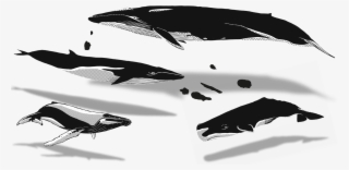 02 Apr Azores Whales Illustration - Humpback Whale