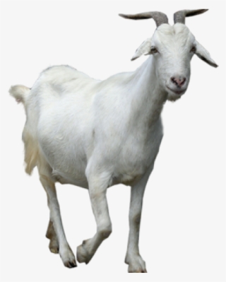 Mountain Goat Clipart Male Goat - Baker Mayfield The Goat