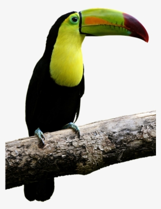 Tucan Png - Toucan Bird Png