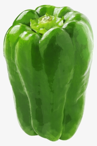 Greenpepper - Green Bell Pepper