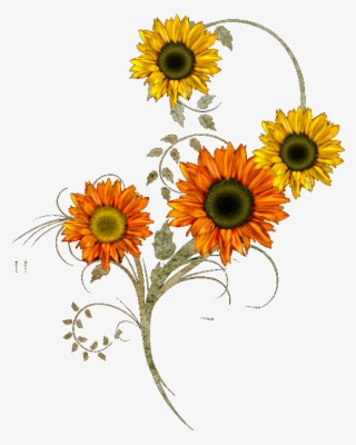 Girasol Blanco Png - Tagalog Name Of Sunflower Transparent PNG - 586x440 -  Free Download on NicePNG