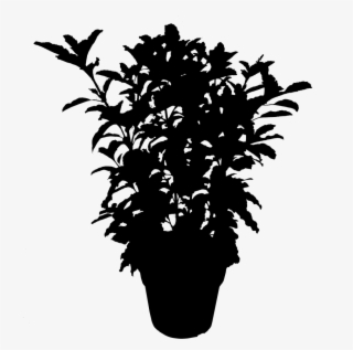 Plants Leaf Flowering Silhouette Plant Free Download - Illustration