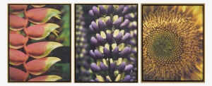 Florals Ii Pk/3 - Art
