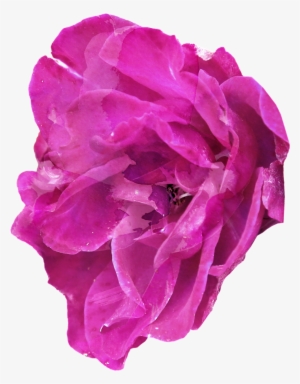 Purple Elegant Floral Transparent Decorative - Purple