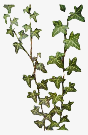 Jungle Vine Clipart - Ivy