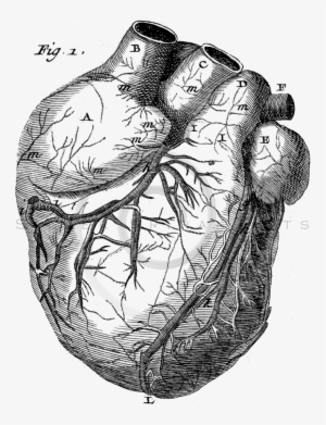 Royalty Free Stock Vintage Illustrations Photo Keywords - Vintage Heart Anatomy Png