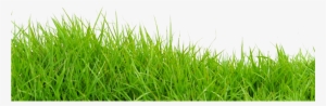 Of His Neighbors Asking, “do You Need Your Lawn Mowed” - Grass Png For Photoshop