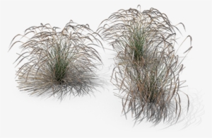 Ornamental Grasses - Stipa Png