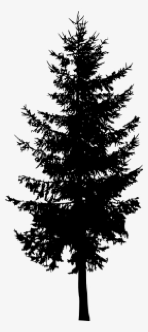 Pine Trees Silhouette Png - Spruce Tree Silhouette Png