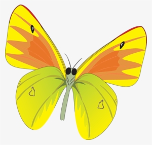 Yellow Butterfly - Butterfly Vector