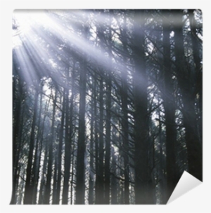 Sunbeams Through Silhouetted Pine Trees Wall Mural