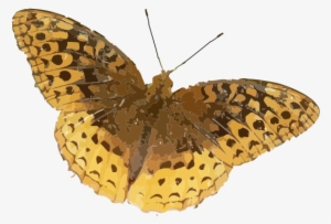 Yellow Butterfly Png Download - Indiana Butterfly Identification