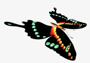 Free Butterflies Drawing Png - Black Swallowtail